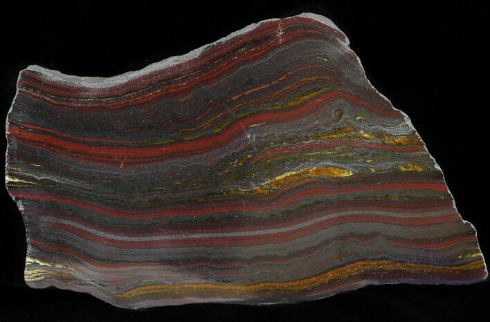 Polished Tiger Iron Stromatolite - ( Billion Years) #42609